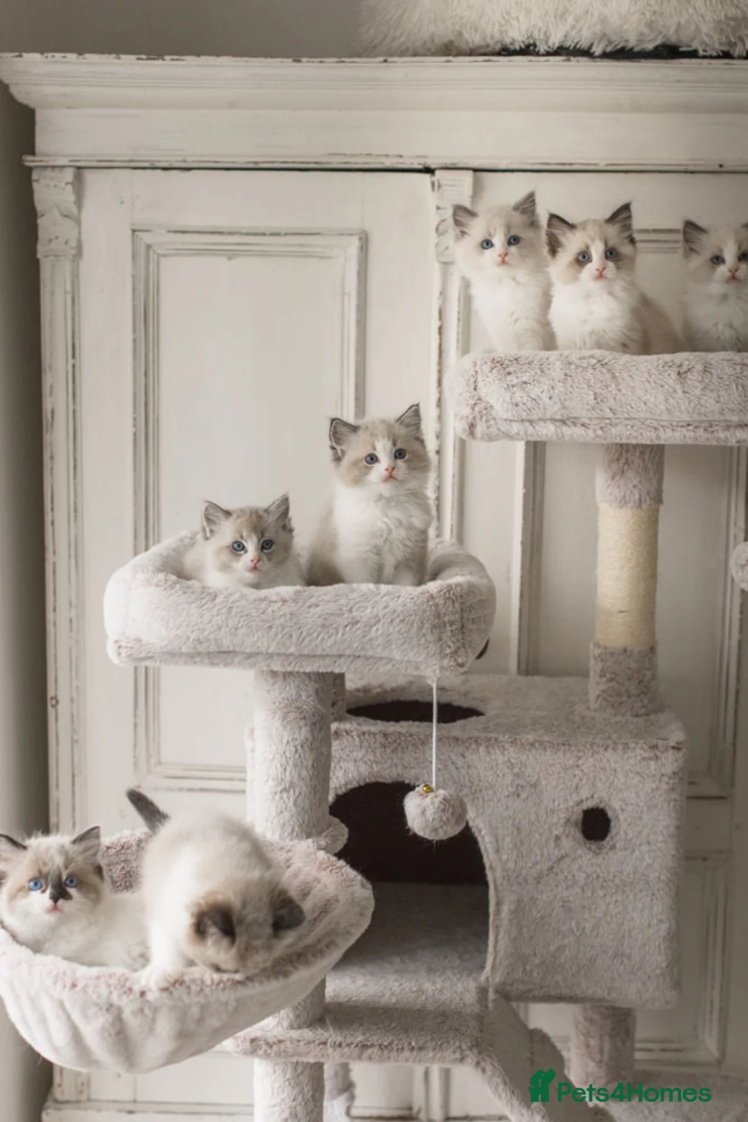 Ragdoll cats for sale: Last Blue Bicolour Ragdoll female available  - Advert 5