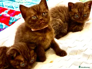 Scottish Fold cats Scottish Fold Kittens for sale - Advert 2