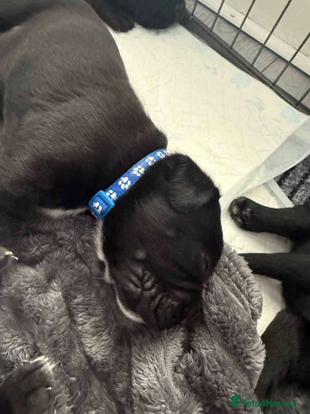 Cane Corso dogs for sale: CANE CORSO PUPS - Image 15