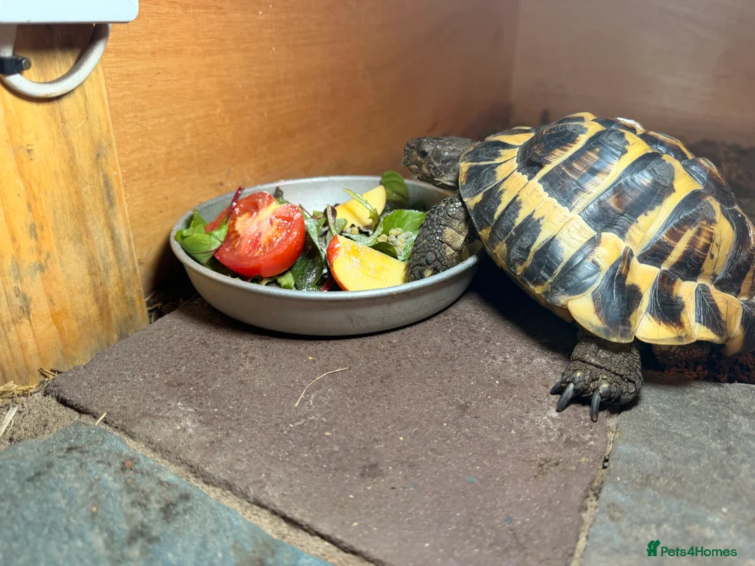 Tortoise reptiles for sale: male friendly tortoise - Advert 2