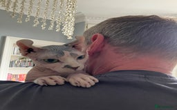 Sphynx cats for sale: Elf Sphinx  - Image 4