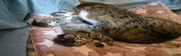 Mixed Breed cats for sale: Stunning Mixed breed kittens for sale! - Advert 9