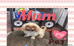 Shihpoo dogs for sale: Shihpoo puppys  - Image 4