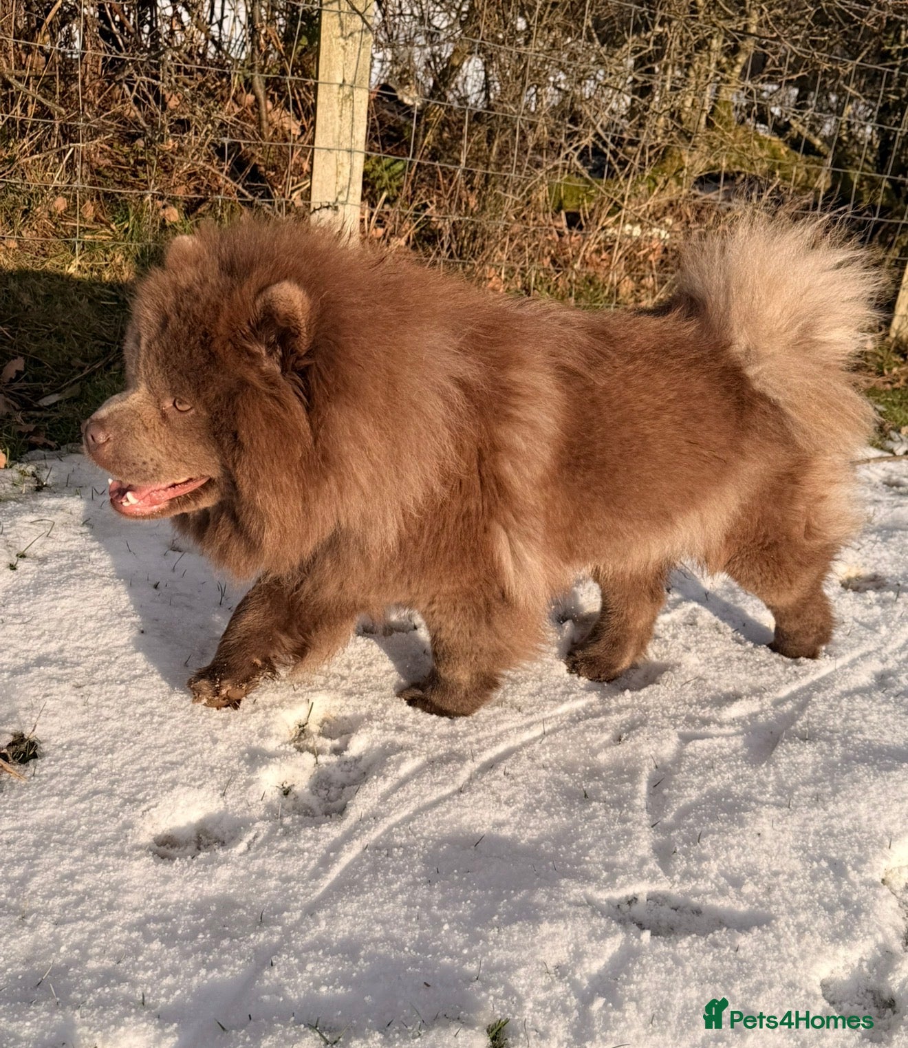 Chow Chow dogs Chow chow pups for sale  in Rhyl - Advert 1