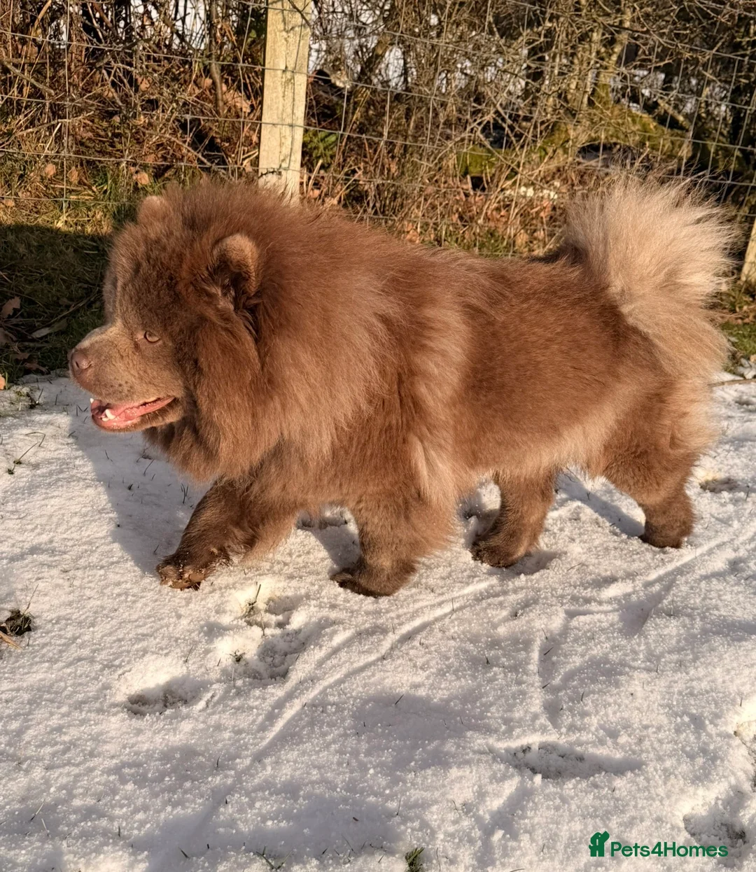 Chow Chow dogs for sale: Chow chow pups for sale  - Advert 1