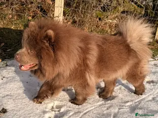 Chow Chow dogs Chow chow pups for sale in Rhyl - Advert 3