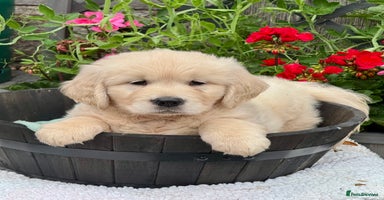 Golden Retriever dogs - Advert 16