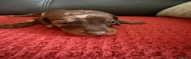 Dachshund 2