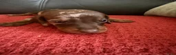 Dachshund dogs for sale: 7 Puppies Available  - Advert 17