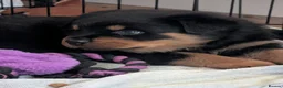 Rottweiler dogs for sale: !!! 1 BOY LEFT !!!  - Advert 5