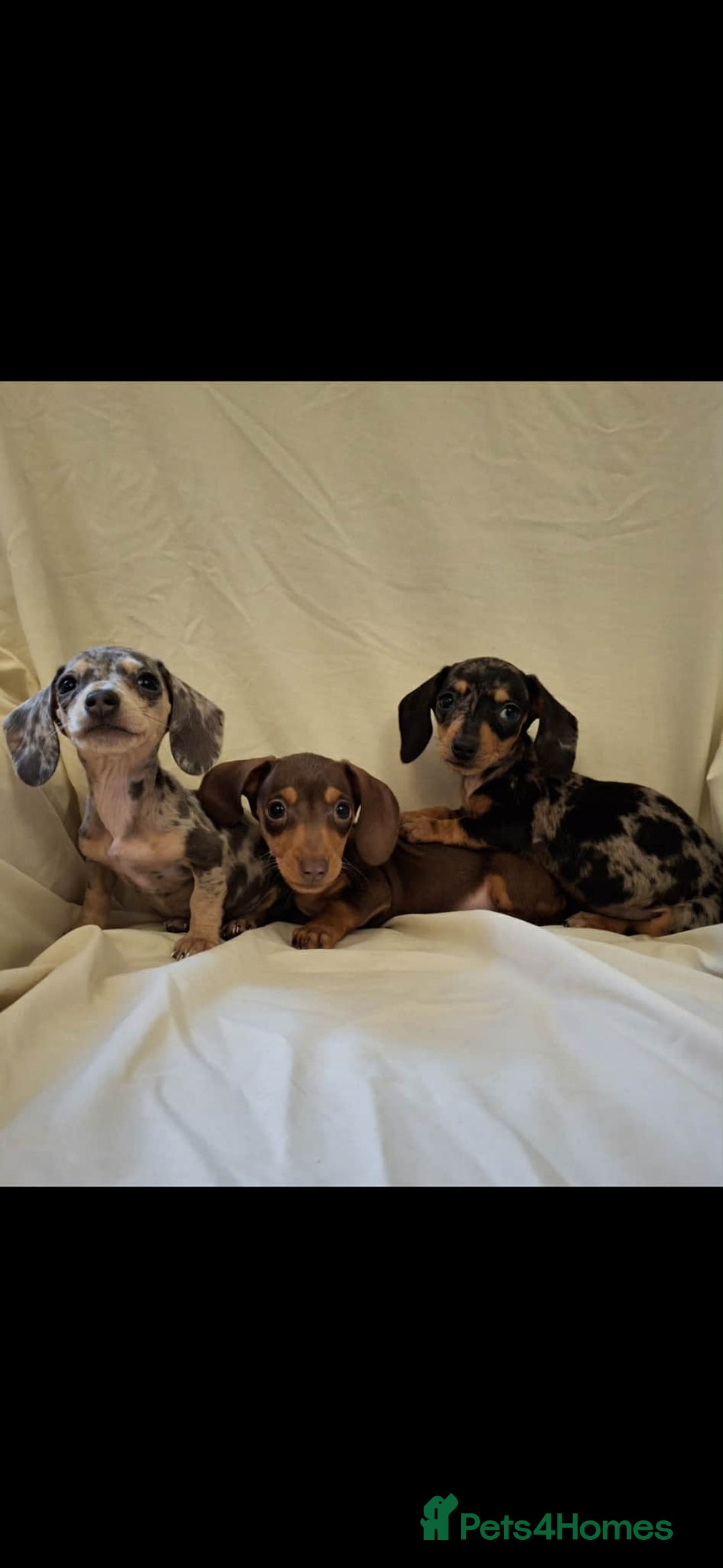 Dachshund dogs for sale: 3 beautiful girls  - Advert 1