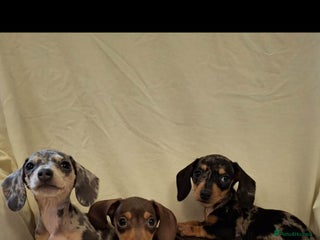 Dachshund dogs 3 beautiful girls - Advert 6