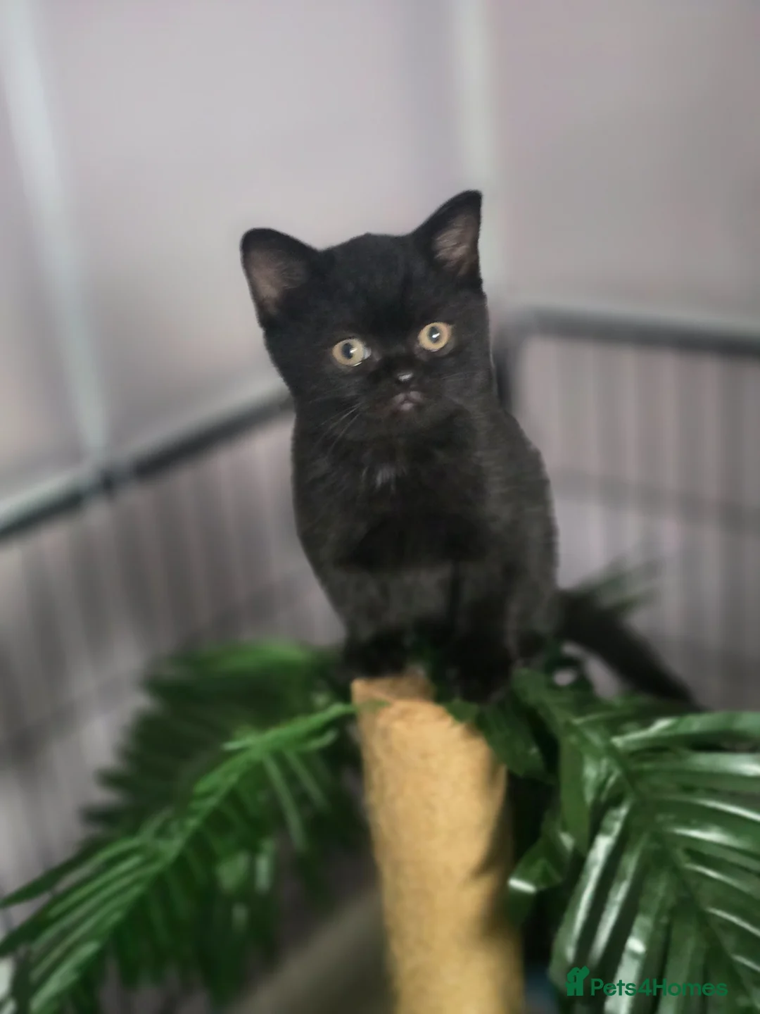 British Shorthair cats for sale: Beautiful kittens looking forever home 🏡 😍  - Advert 2