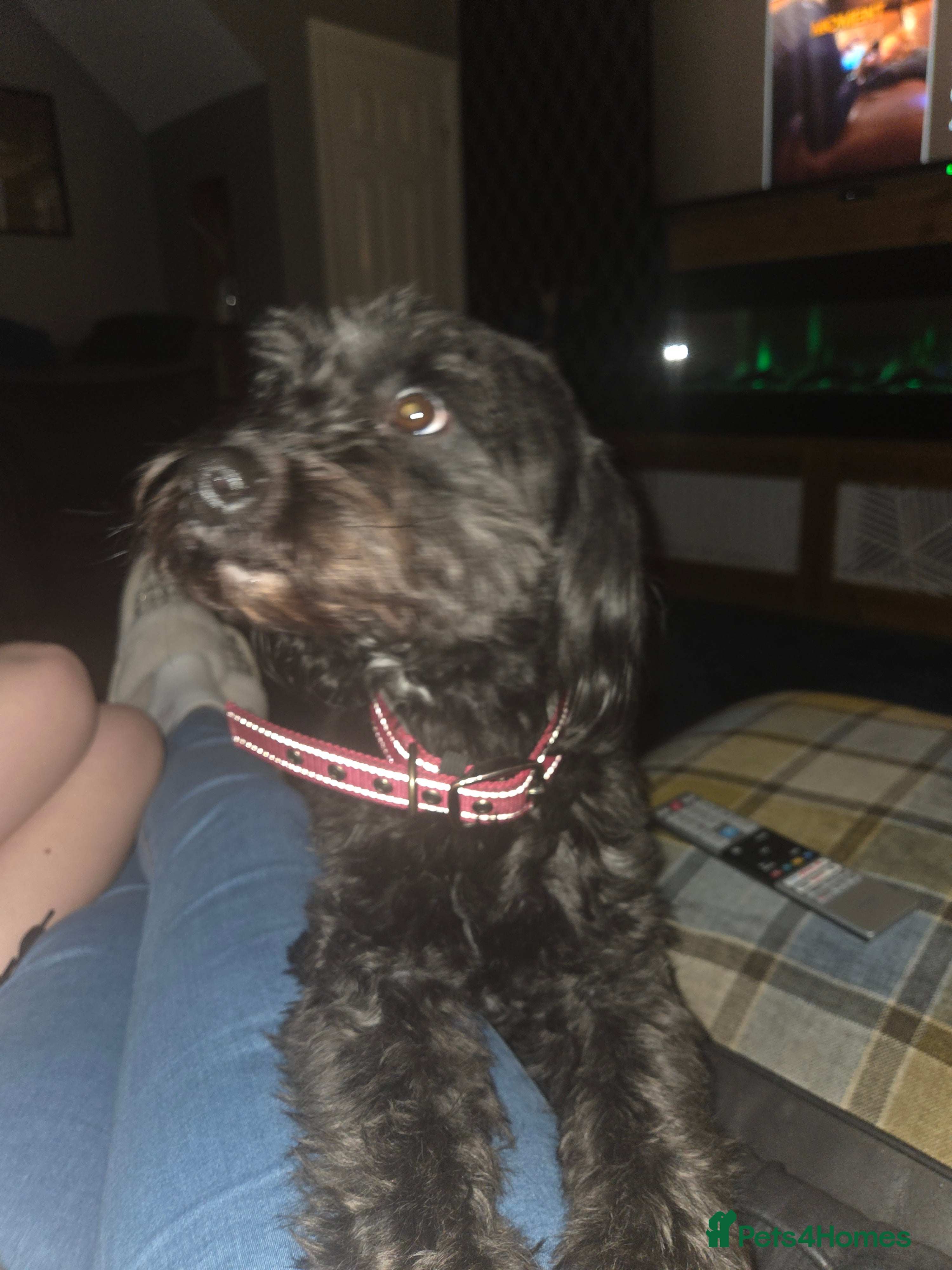 Bordoodle dogs Loving home required - Advert 1