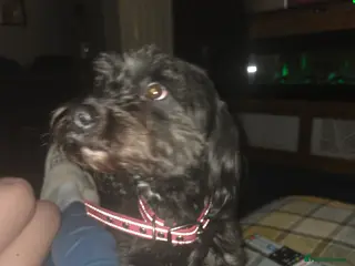 Bordoodle dogs Loving home required - Advert 1