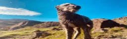Deerhound dogs for sale: Deerhound puppies  - Advert 1