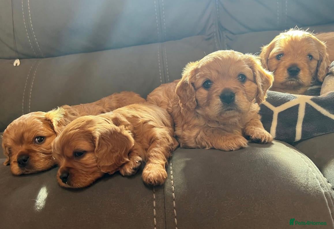 Cavapoo dogs Cavapoo puppies - Advert 1