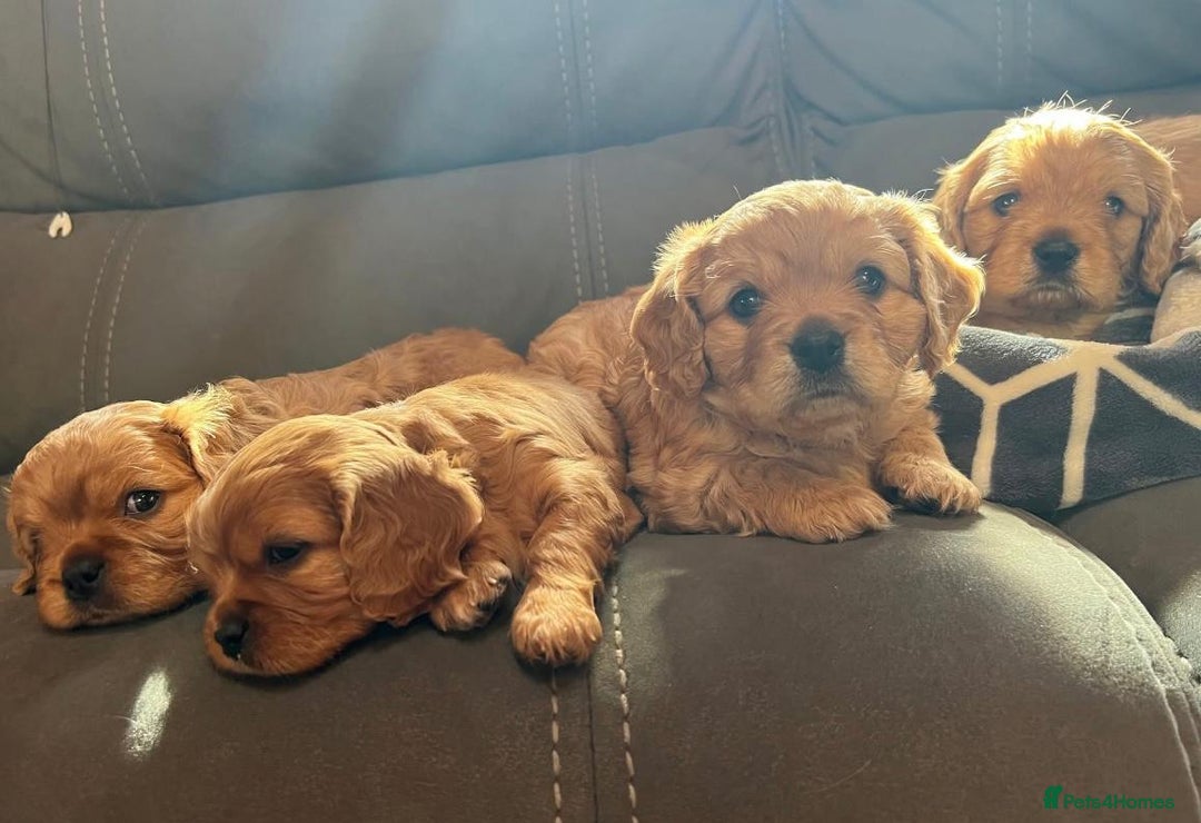 Cavapoo dogs for sale: Cavapoo puppies - Advert 1