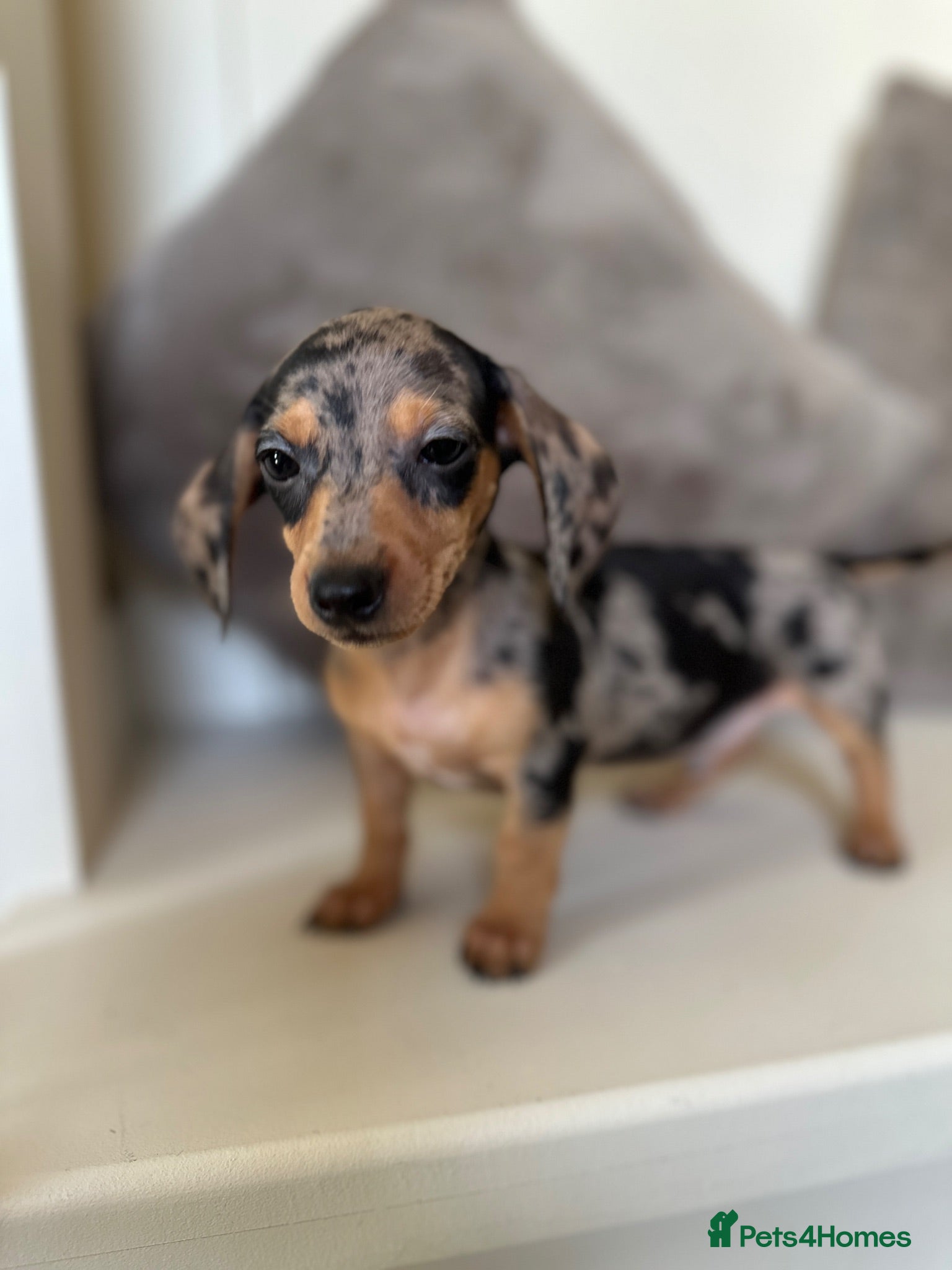 Miniature Dachshund dogs KC miniature daschunds  PRA clear  dapple , blue  - Advert 15