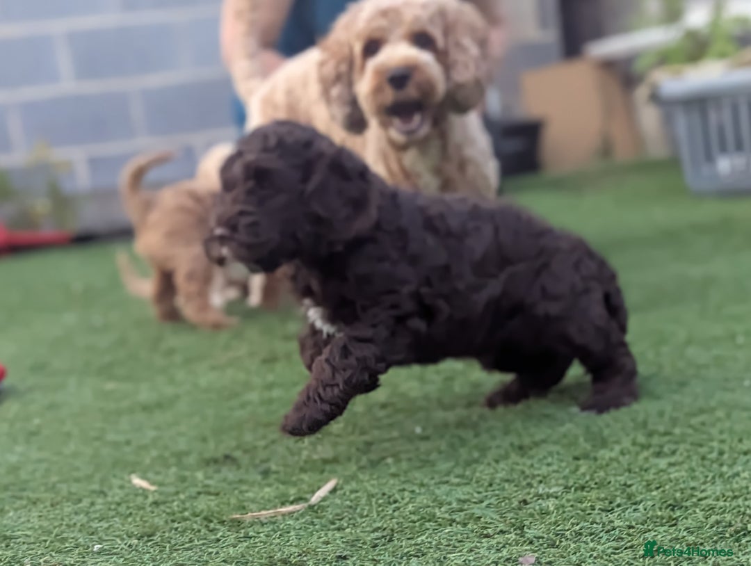 Cockapoo dogs for sale: F1B CHOCOLATE BROWN MERLE FEMALE COCKAPOO - Image 4