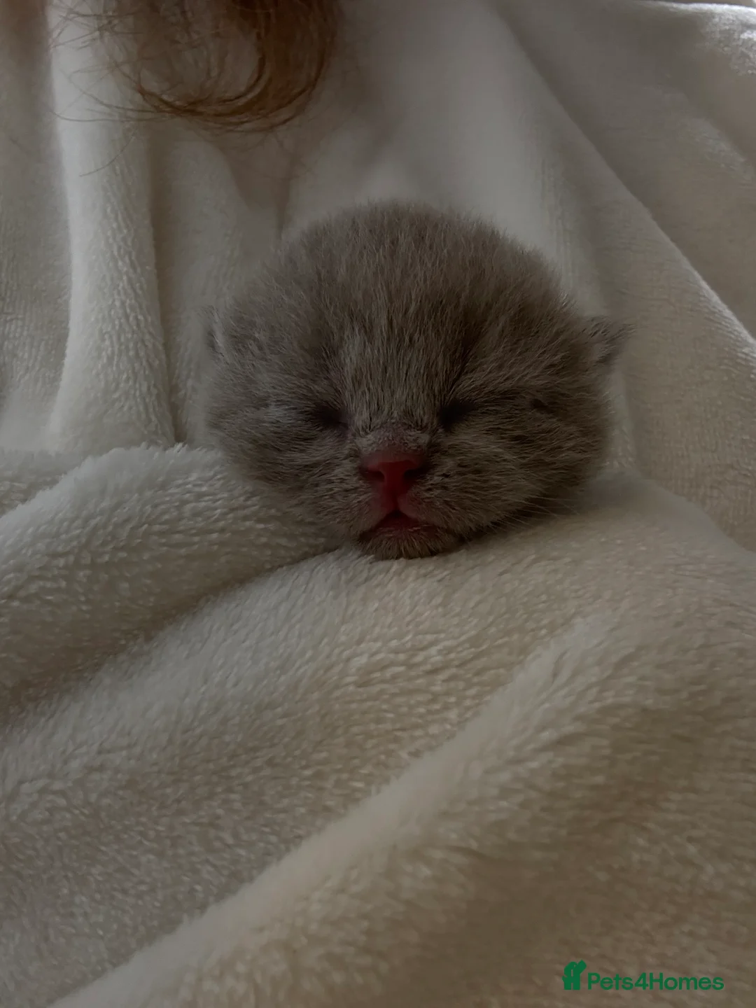 Scottish Fold cats for sale: Fawn Scottish Fold Girl Kitten  - Advert 5