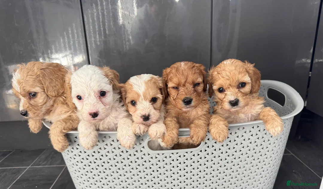 Cavapoo dogs for sale: Red cavapoo puppies - Advert 1