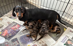 Miniature Dachshund dogs for sale: Miniature Dachshunds Dapple - Image 1