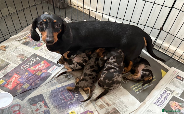 Miniature Dachshund dogs - Advert 9