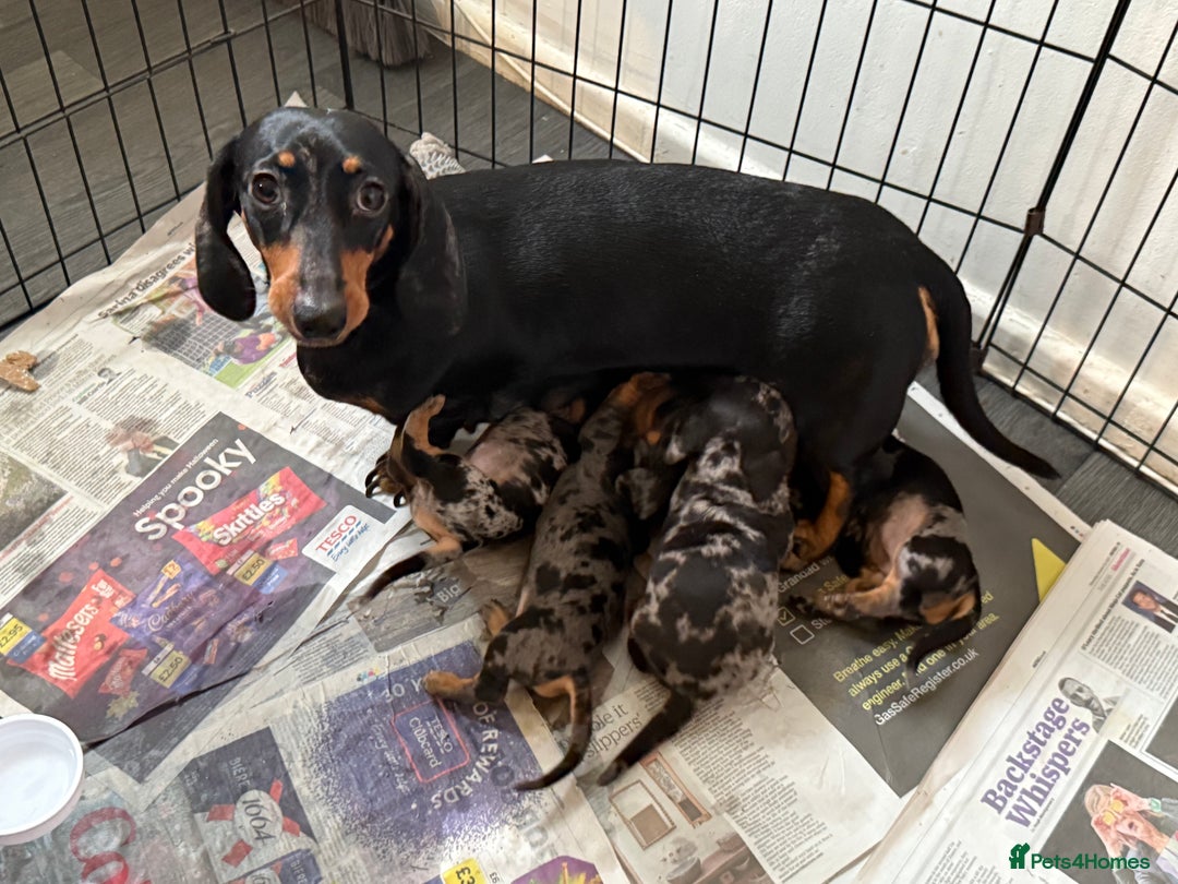 Miniature Dachshund dogs for sale: Miniature Dachshunds Dapple - Image 1