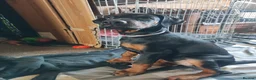 Dobermann dogs for sale: Adorable Doberman puppies  - Advert 8