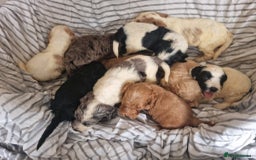 Cockapoo dogs for sale: Cockapoo puppies  - Image 8