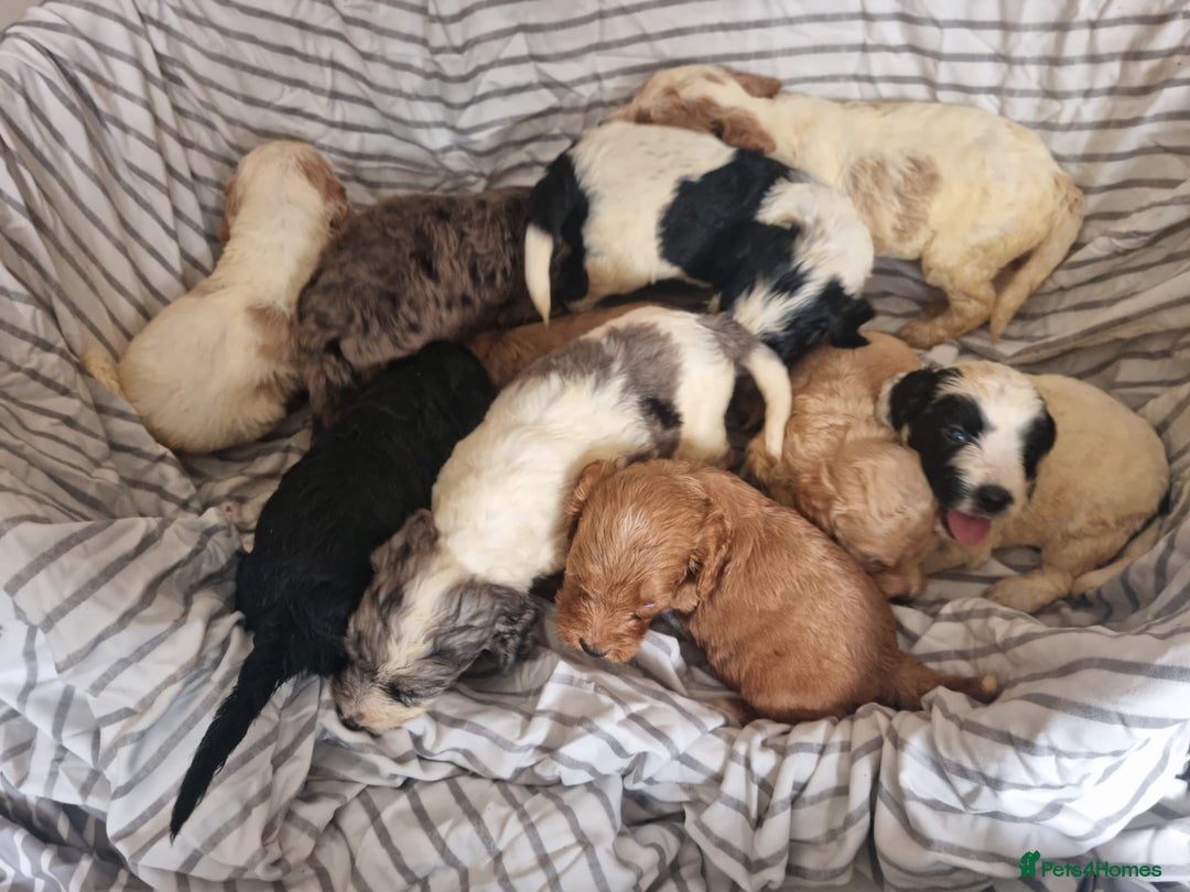 Cockapoo dogs for sale: Cockapoo puppies  - Image 8