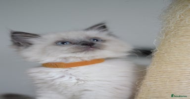 Ragdoll cats - Advert 11