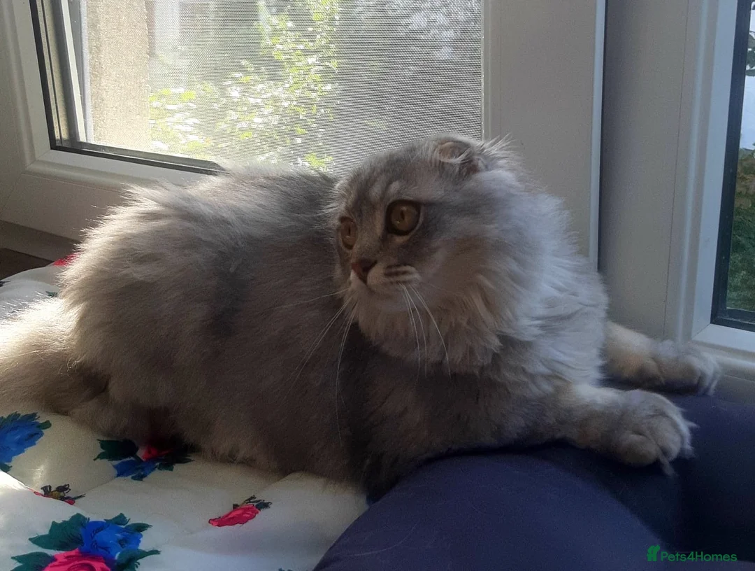 Mixed Breed cats for adoption: ❤️🐱 JASMINE – A BEAUTIFUL, GENTLE GIRL in Burton-on-Trent - Advert 2