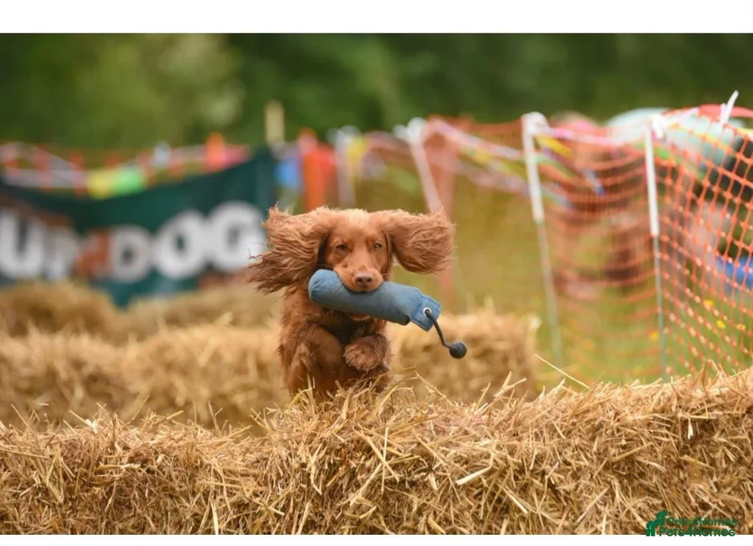 Cocker Spaniel dogs for sale: Beautiful Cocker Spaniel Puppies_Girls & One Boy - Advert 13