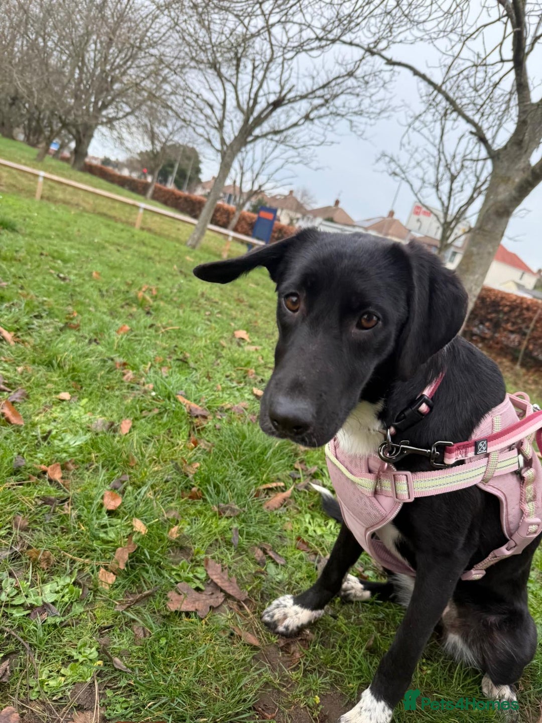 Mixed Breed dogs for adoption: Lovely lily is ready for her forever home - Advert 1