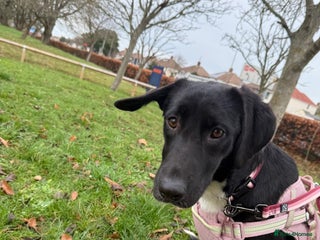 Mixed Breed dogs Lovely lily is ready for her forever home - Advert 1