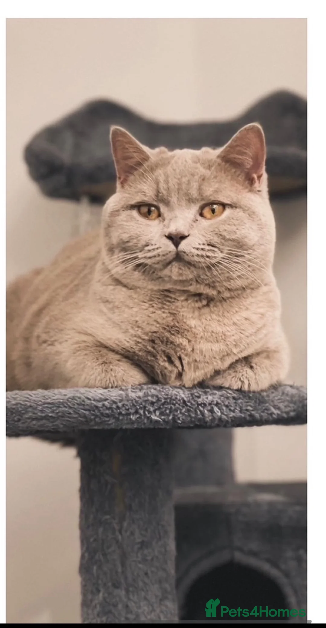 British Shorthair cats for sale: Cinnamon BSH Kittens – 3 Boys  - Advert 2