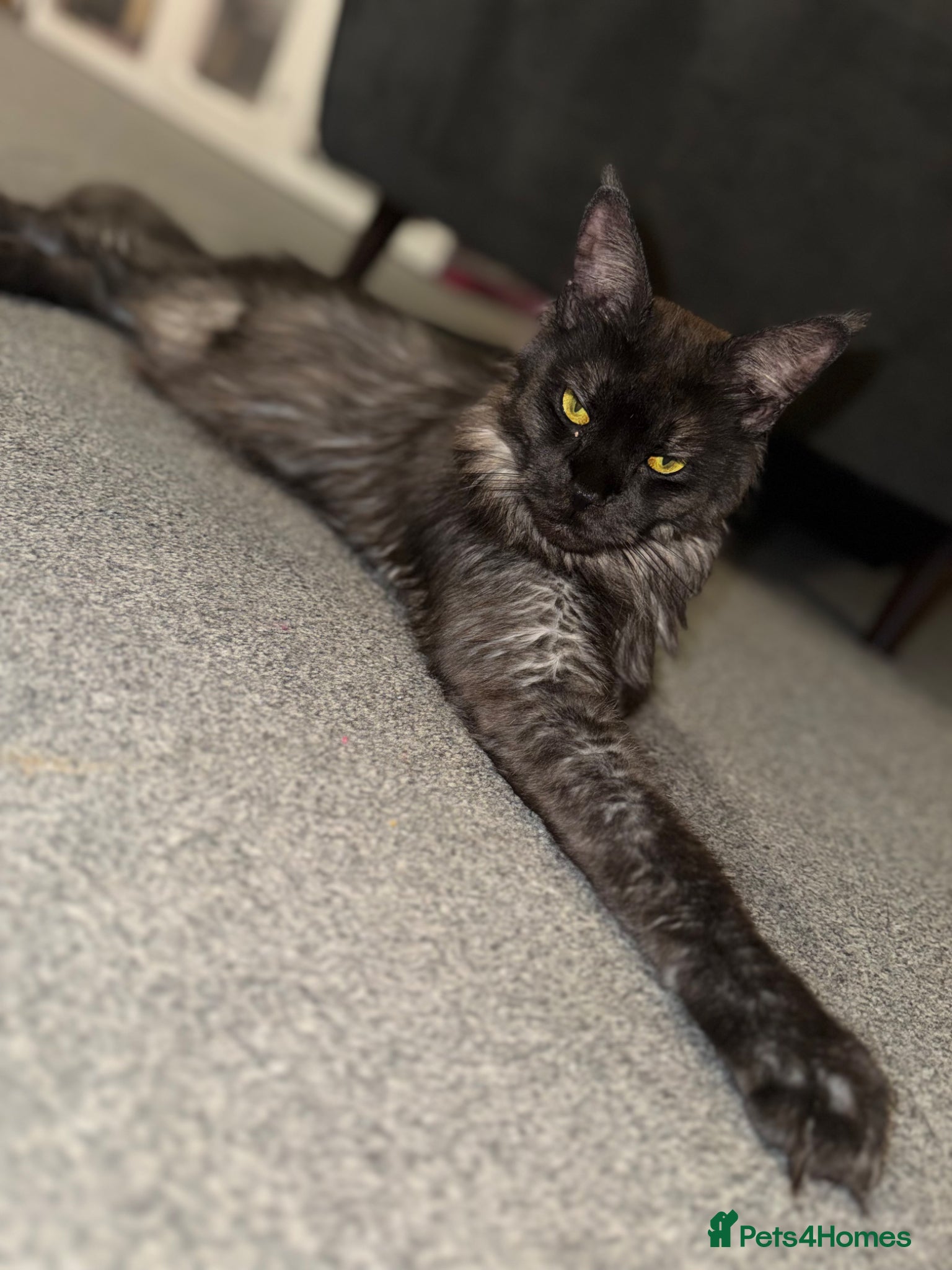 Maine Coon cats Black/Silver Tabby Female Kitten - Advert 4