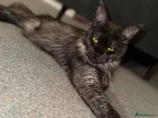 Maine Coon cats Black/Silver Tabby Female Kitten - Advert 4