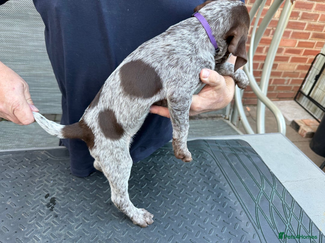 Mixed Breed dogs for sale: German shorthair pointer/wirehairpointer - Image 33