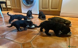 Mixed Breed dogs for sale: Bedlington Terrier X Whippet Puppies ⭐️ - Image 14