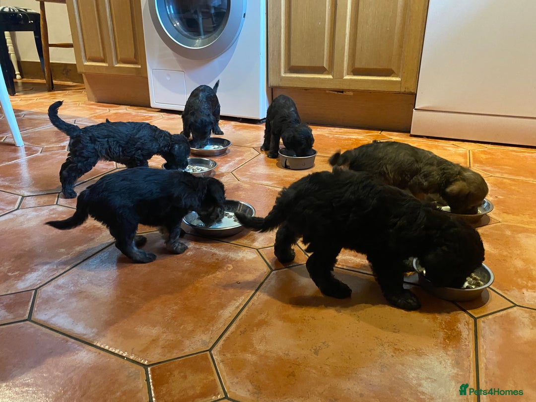 Mixed Breed dogs for sale: Bedlington Terrier X Whippet Puppies ⭐️ - Image 14