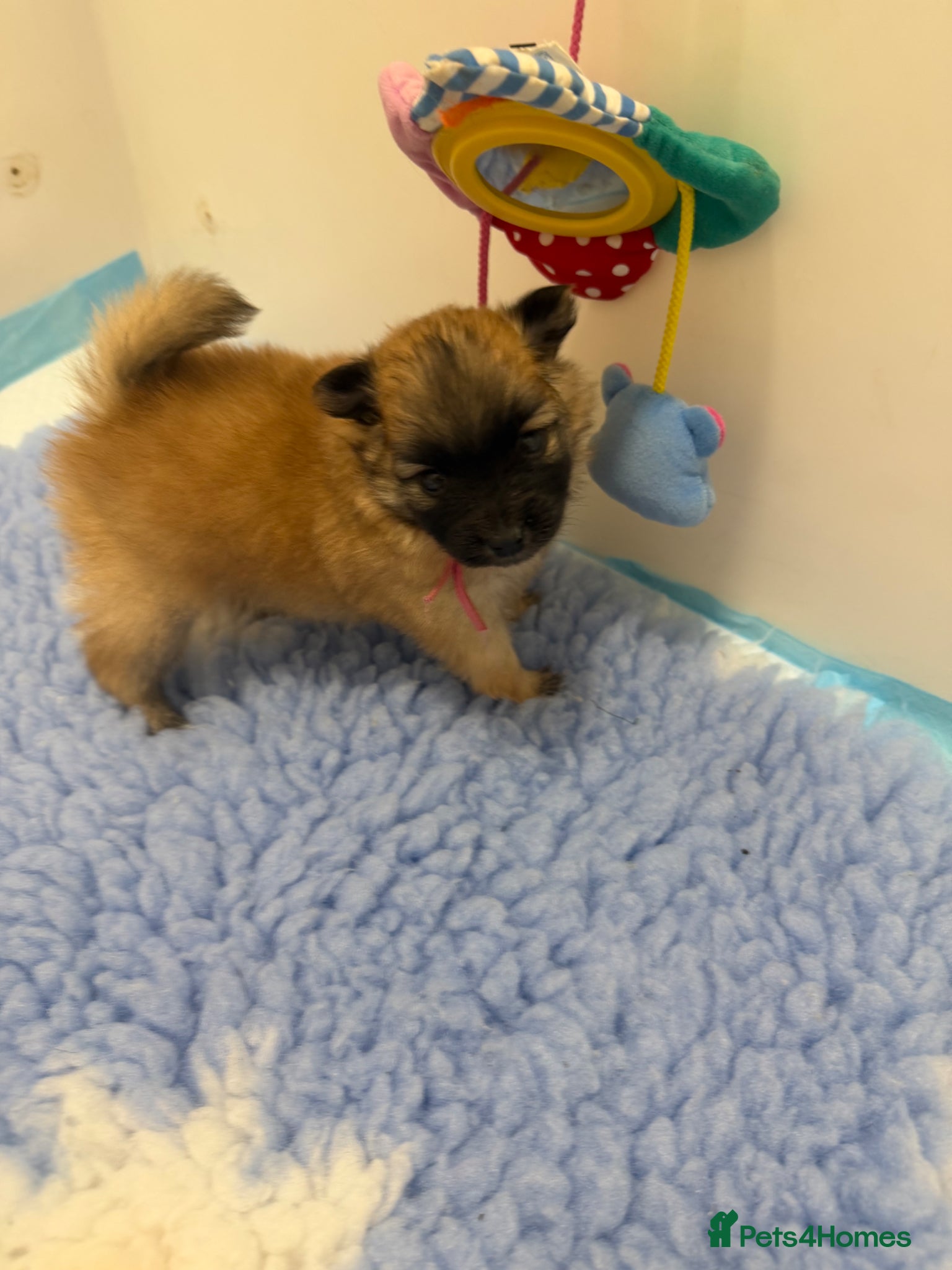 Pomeranian dogs Pomeranian puppies 2x girls 1x boy  - Advert 5