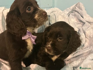 Sprocker dogs 8 beautiful sprockers - Advert 3