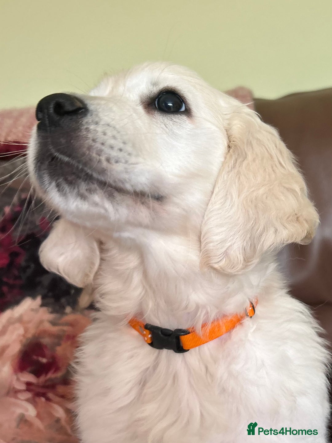 Golden Retriever dogs for sale: 1 Male Puppy Available  - Image 2