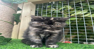 Exotic cats - Advert 10