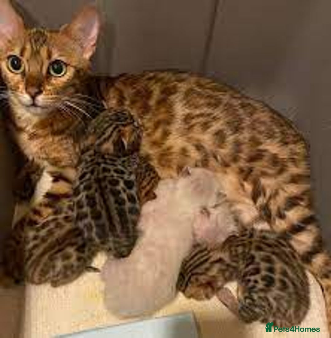Bengal cats for sale: bengal kittens - Image 4