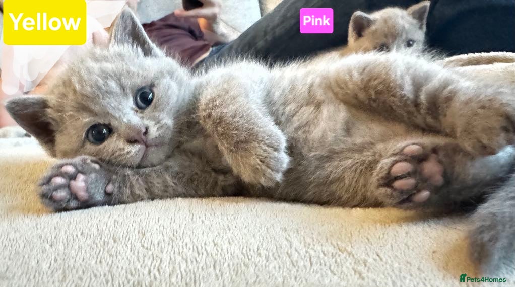 British Shorthair cats 1 Beautiful British Shorthair Girl Kitten Left!!! - Advert 5