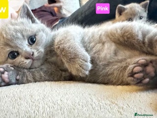 British Shorthair cats 2 Beautiful British Shorthair Girl Kittens Left!!! - Advert 2